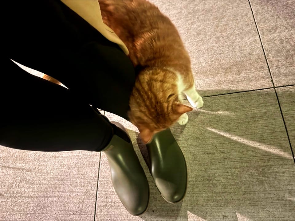 what else has me completely booked: february 2026